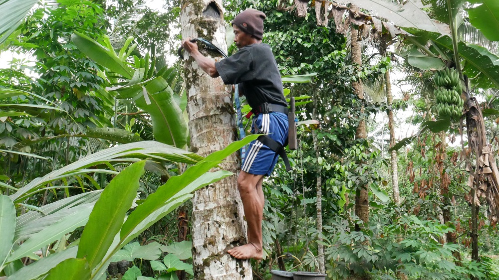 Penderes sedang memanjat pohon kelapa