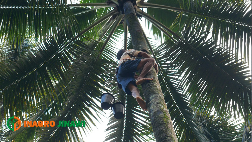 Petani Kelapa Sedang Menderes Gula 